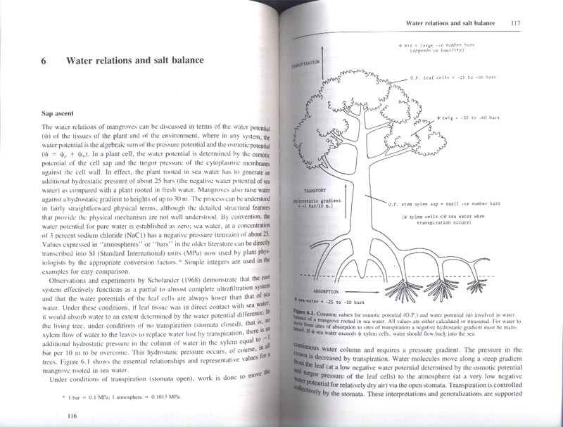 The Botany of Mangroves - aus dem Buch